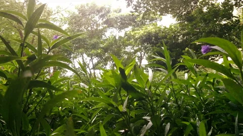Trees and grass in a strong typhoone Stock Footage 95069900