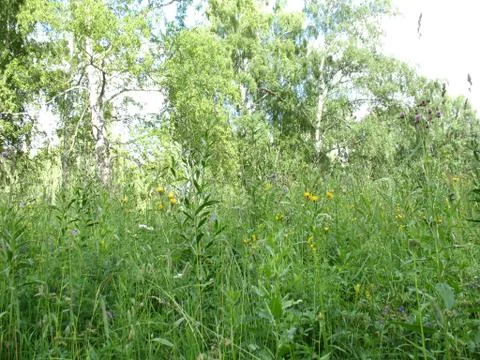 Trees  and grass in summer forest Stock Photos