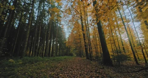 Trees and grass, wild nature views from camera bike Video stock 144178397