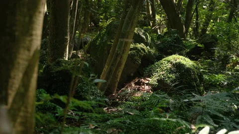 Trees and grasses in rainforest jungle forests. a moss on a rock Stock Footage 137653553
