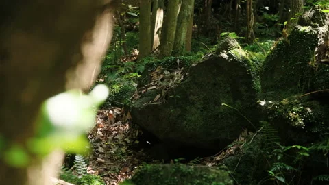 Trees and grasses in rainforest jungle forests. a moss on a rock Stock Footage 137653676