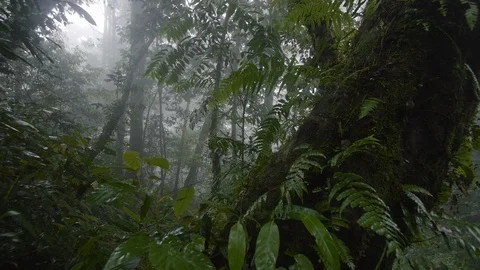 Trees and green field Stock-Footage 86081372
