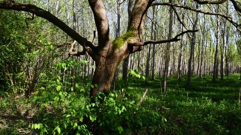 Trees and green Video stock 74210349