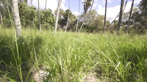 Trees and green grass in the forest on a sunny day Stock Footage 85818430
