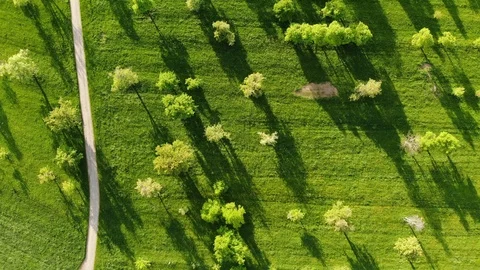 Trees and green grass on spring meadow aerial view Stock-Footage 89169138