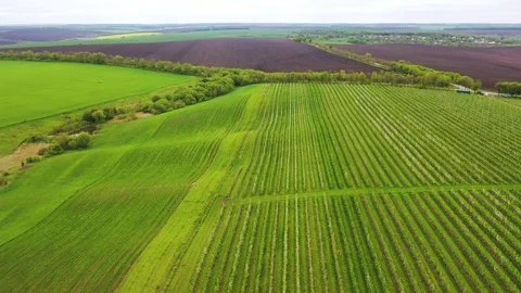 Trees And Green Grass On Spring Meadow Aerial View Stock Footage 126646890