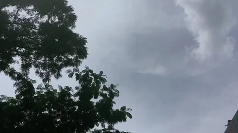 Trees and a Grey Sky Stock Footage 77319611