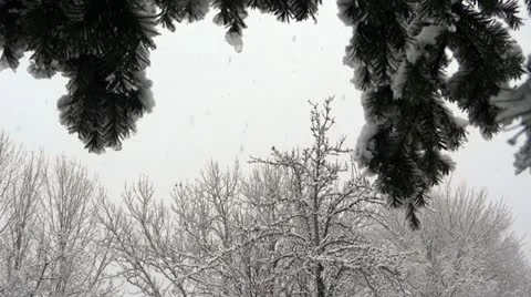 Trees and Heavy Snow Vídeo Stock 22034388
