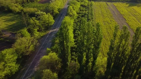Trees And Highway At The Sunset Stock Footage 168945736