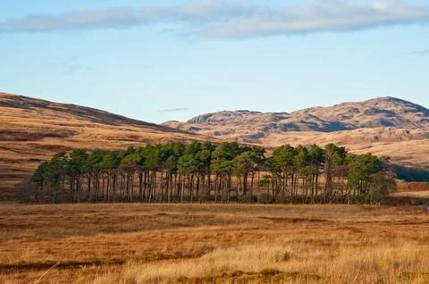 Trees and hills Stock Photos