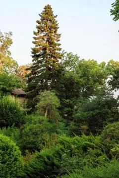Trees and house. Stock Photos