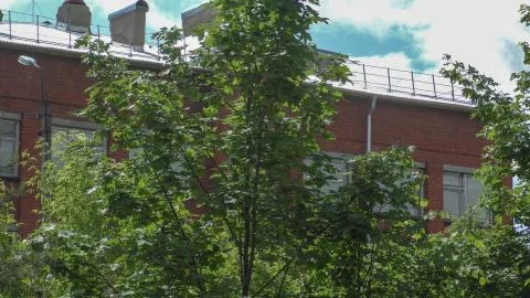 Trees and house Stock-Fotos