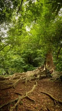 Trees and its environment fresh branches and twigs brown and green color to.. Foto stock