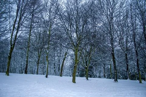 Trees and its environment fresh branches and twigs brown and green color to.. 스톡 사진
