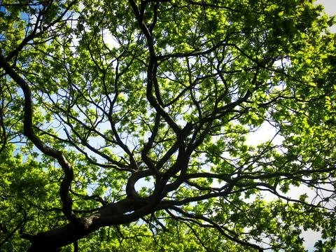 Trees and its environment fresh branches and twigs brown and green color to.. Foto stock