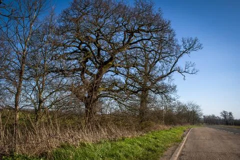 Trees and its environment fresh branches and twigs brown and green color to.. Stock Photos