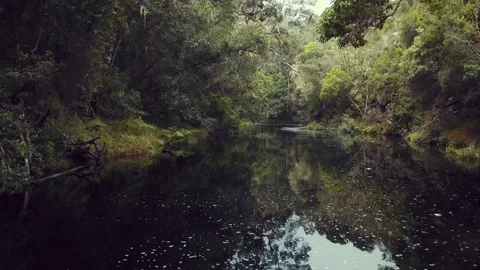 Trees and jungle foliage on either side of a stream aerial Stock Footage 278835638