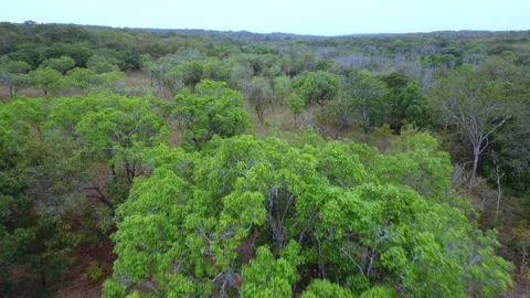 Trees and jungle Stock Footage 220309713