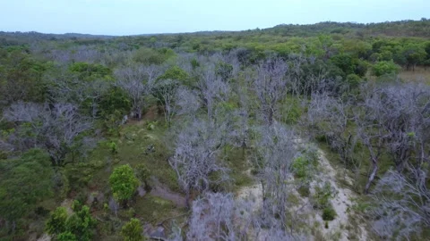 Trees and jungle Stock Footage 220310779