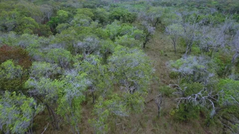 Trees and jungle, panorama Stock Footage 220309926