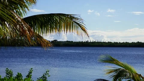 Trees and lake 動画素材 237194425