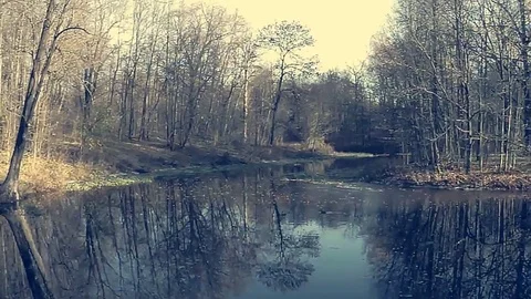 Trees and lake in the park Video stock 81795661