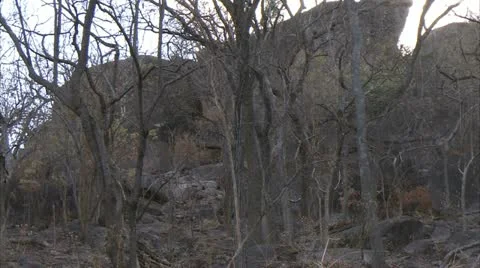 Trees and large hill / mountain in Niassa Reserve, Mozambique. Stock Footage 23749483