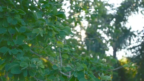 Trees and leaf and warm bokeh sunset nature footage clip Stock Footage 97523749