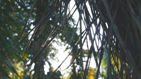 Trees and leaf and warm bokeh sunset nature footage clip Stock Footage 97523837