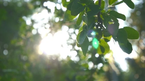 Trees and leaf and warm bokeh sunset nature footage clip Stock Footage 97523860