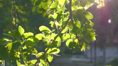 Trees and leaf and warm bokeh sunset nature footage clip Stock Footage 97524239