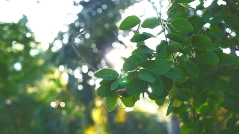 Trees and leaf and warm bokeh sunset nature footage clip Stock Footage 97524266