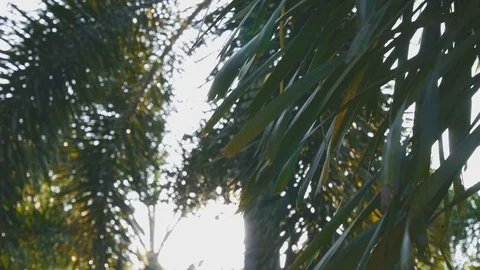 Trees and leaf and warm bokeh sunset nature footage clip Stock Footage 97524275
