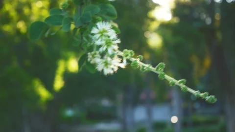 Trees and leaf and warm bokeh sunset nature footage clip Stock Footage 97524360