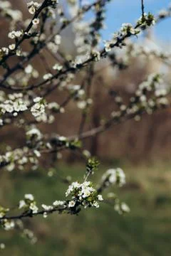 Trees and leaves bloom in spring Stock Photos