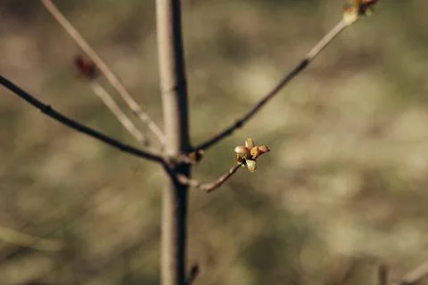 Trees and leaves bloom in spring Foto stock