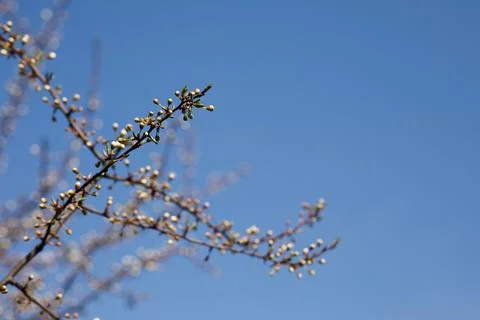 Trees and leaves bloom in spring Stock Photos