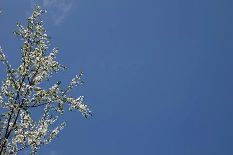 Trees and leaves bloom in spring Foto stock