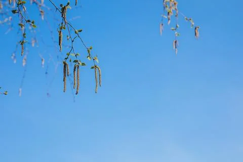 Trees and leaves bloom in spring Stock Photos