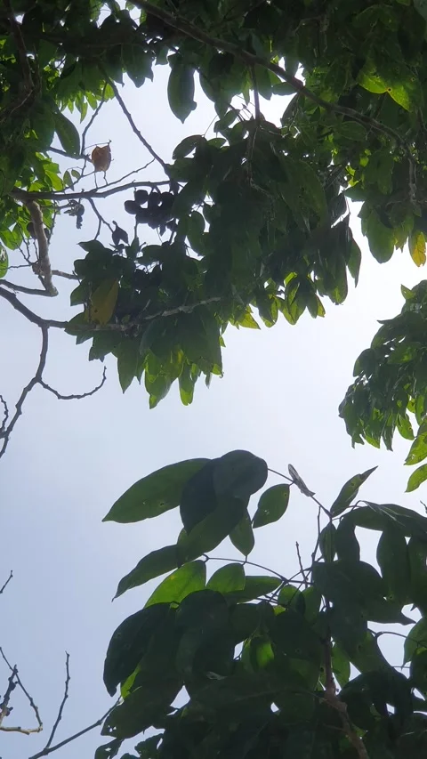 Trees and leaves blown by the wind Stock Footage 340541092