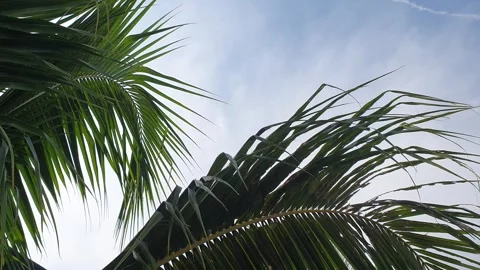 Trees and leaves blown by the wind Stock Footage 340542703