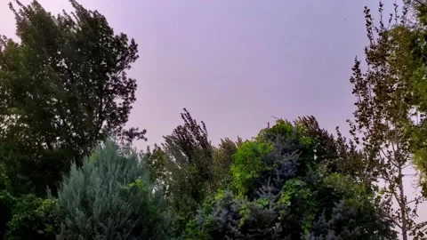 Trees and leaves during a windstorm with moody Stock Footage 140935102