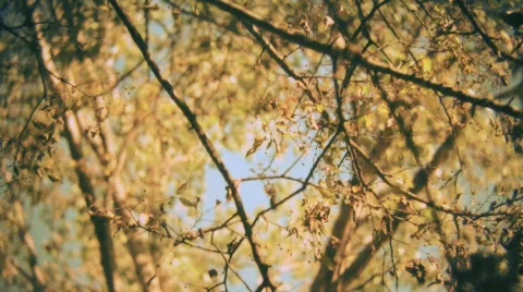 Trees and leaves  Stock Footage 549879