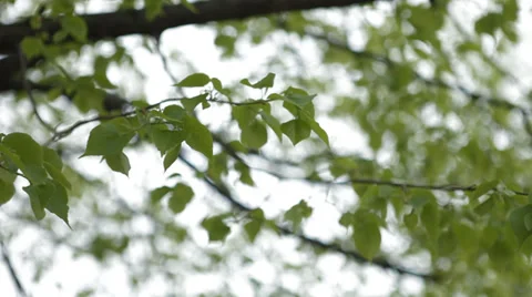 Trees and leaves Stock Footage 34134166