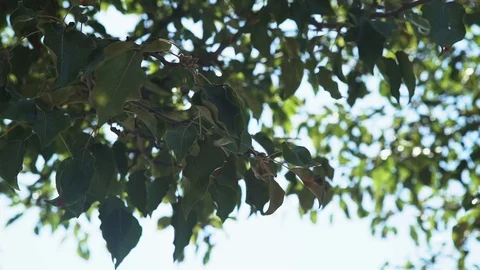Trees and leaves Stock Footage 113963685