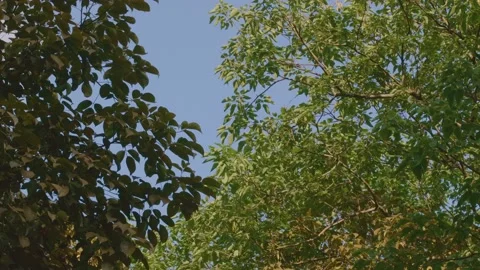 Trees and leaves Stock Footage 159194968