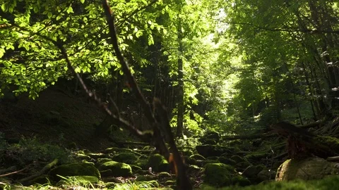 Trees and leaves in the forest. Nature background Stock Footage
