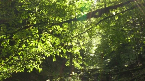Trees and leaves in the forest with sun beams Stock Footage 80660223