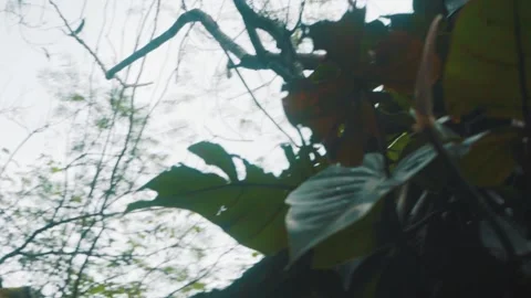 Trees and leaves pan Stock Footage 151044915