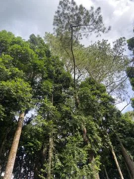 Trees and leaves. Stock Photos